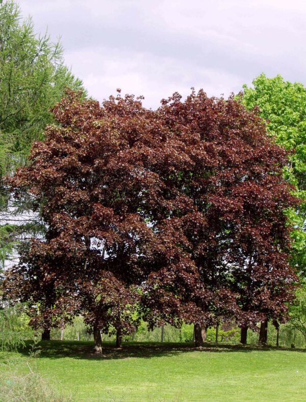 Hurmevaahtera 'Faassen's Black'; 150-250,At