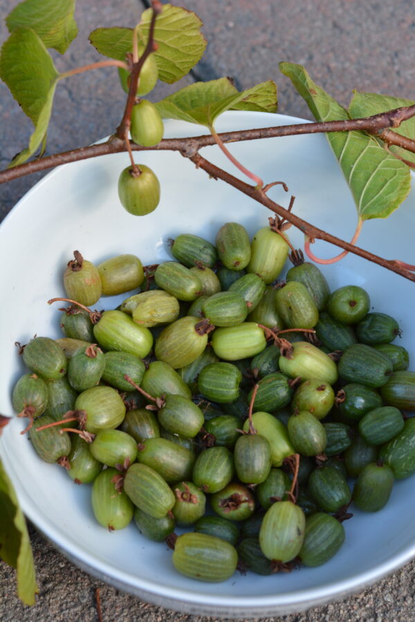 Kiinanlaikkuköynnös 'Annikki' FinE; At,2L