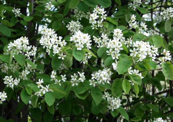 Isotuomipihlaja; At,3L