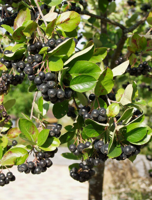 Marja-aronia 'Viking'; At,3L