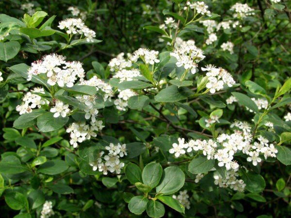 Koristearonia; At,3L