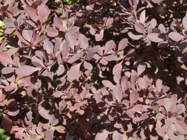 Purppurahappomarja; At,3L