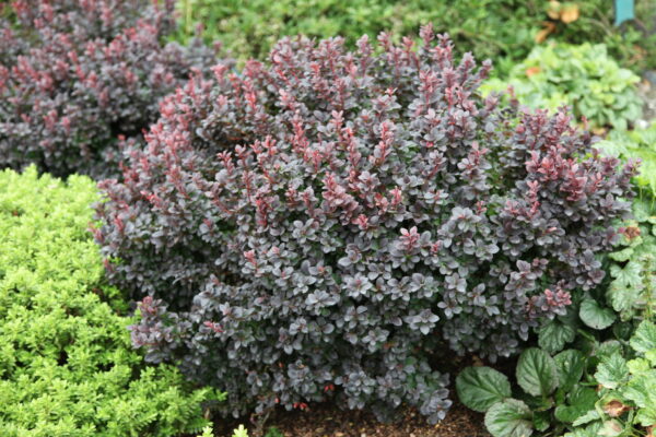Purppurahappomarja 'Concorde'; 10-15,At,Ul