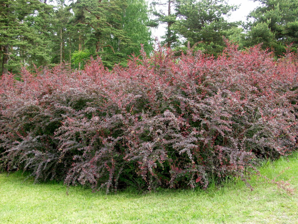 барбарис обыкновенный куст. спирея японская шаровидная. кизильник черноплодный кустарник. бересклет крылатый компактус. кустов в первый.