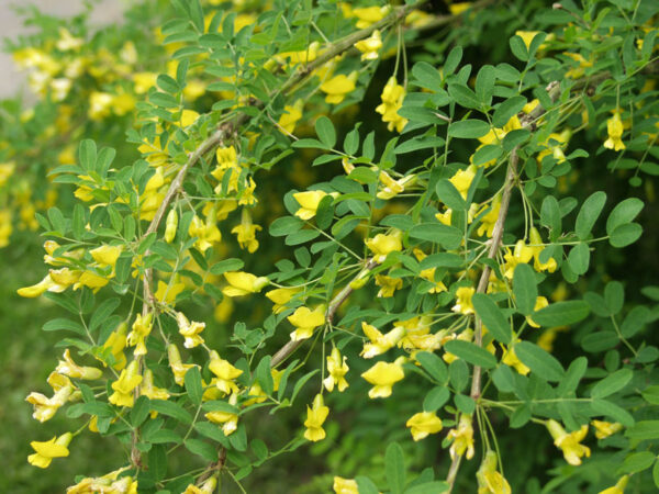 Siperianhernepensas; At,3L