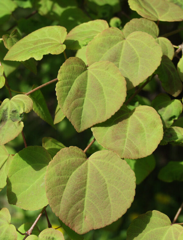 Katsura; At,3L