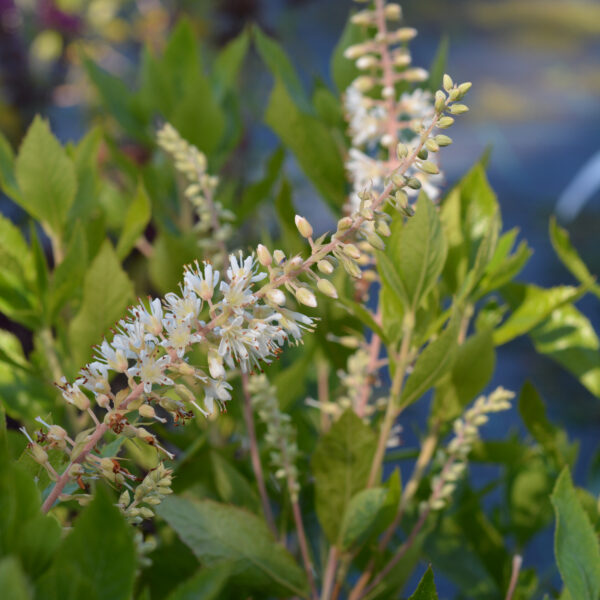 Valkokletra 'Hummingbird'; 50-60, At,Ul