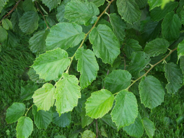 Euroopanpähkinäpensas; At,3L