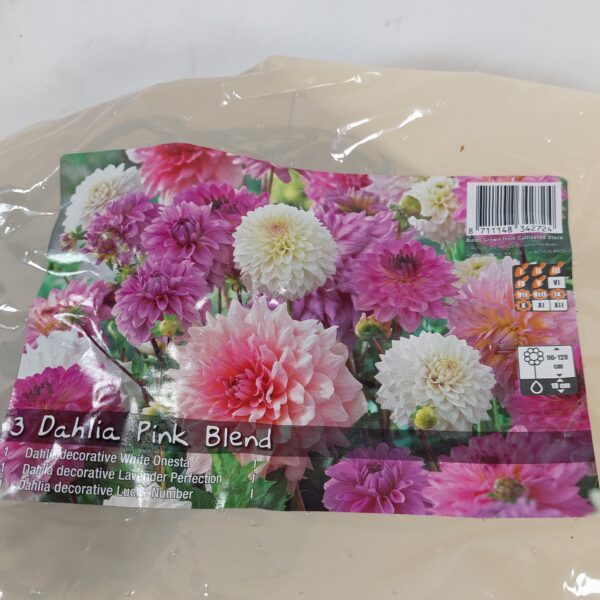 Daalia Pink Blend 3 kpl