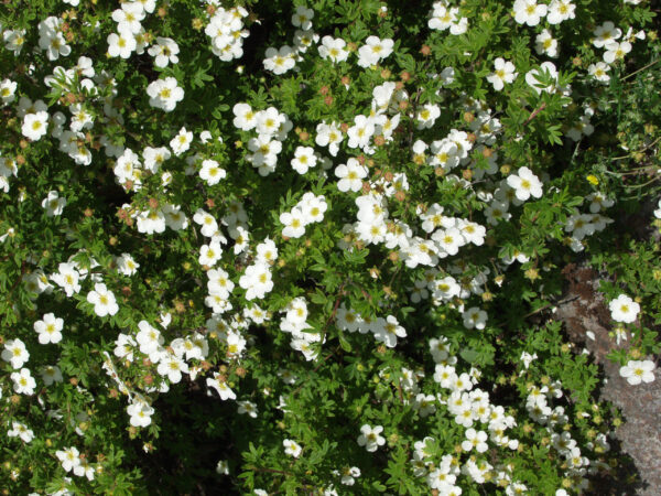 Pensashanhikki 'Abbotswood'; At,3L