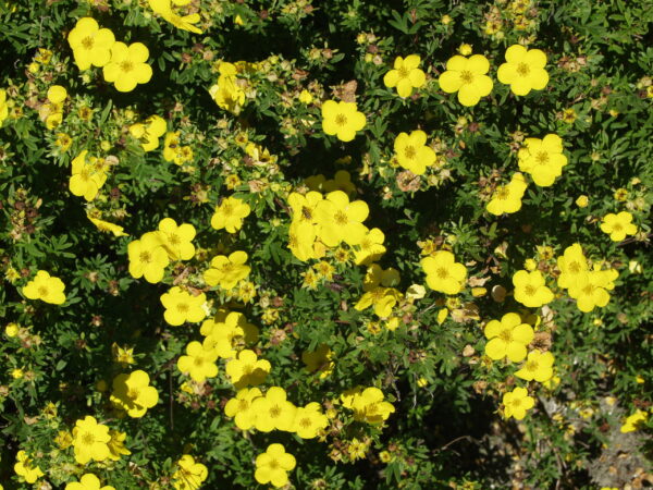 Pensashanhikki 'Goldfinger'; At,3L