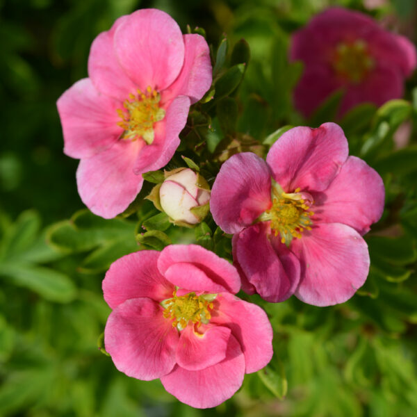 Pensashanhikki 'Pink Paradise'; At,3L