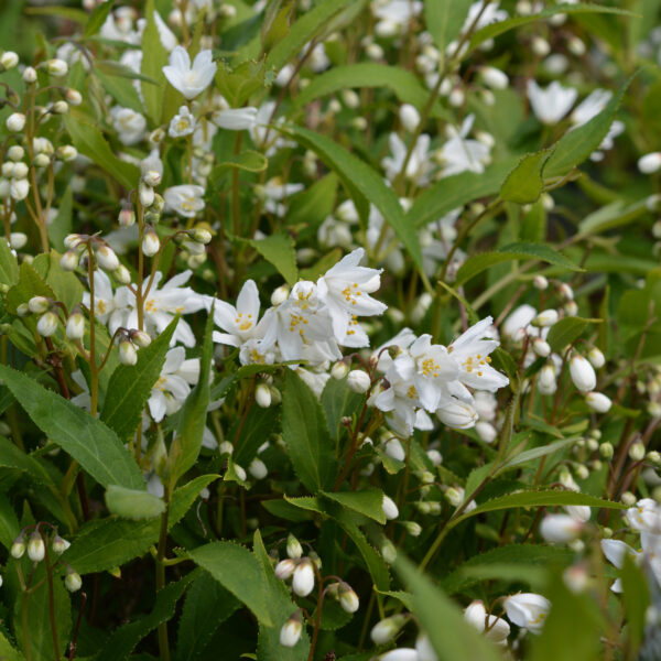 Nietospensas Yuki Snowflake®; At, Ul