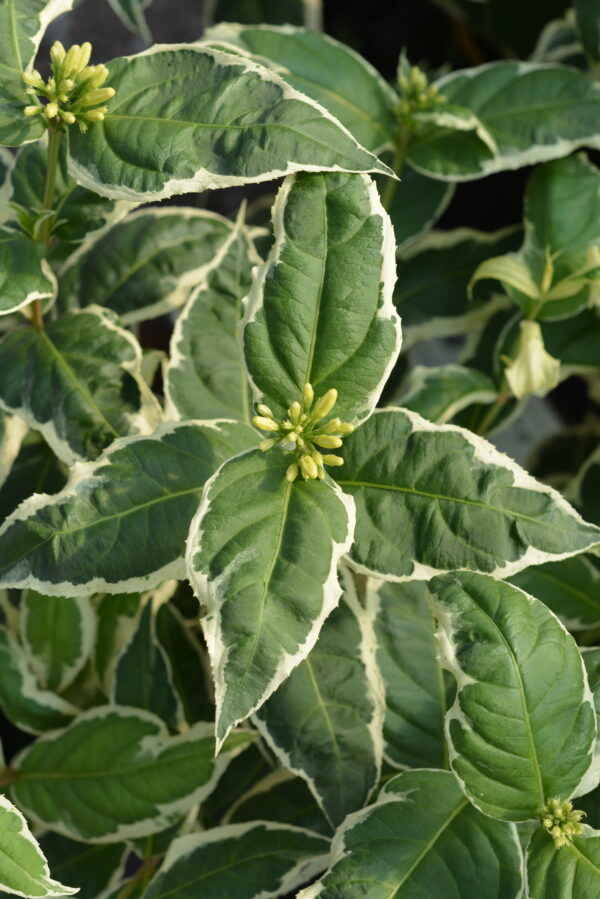 Rusovuohenkuusama 'Cool Splash'; At,3L