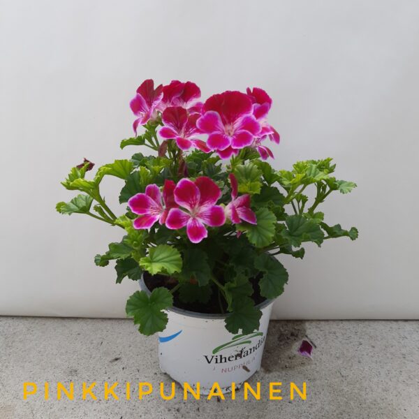 Enkelinsilmäpelargoni pinkkipunainen