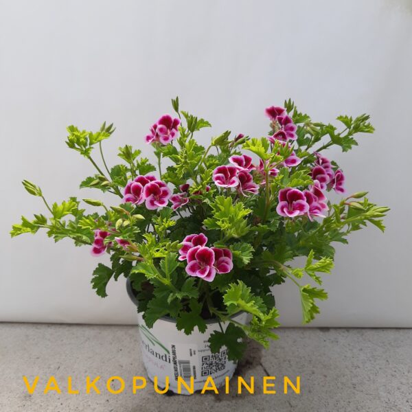 Enkelinsilmäpelargoni valkopunainen