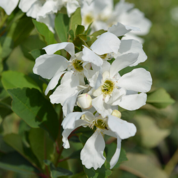Helmipensas Lotus Moon™; At,3L