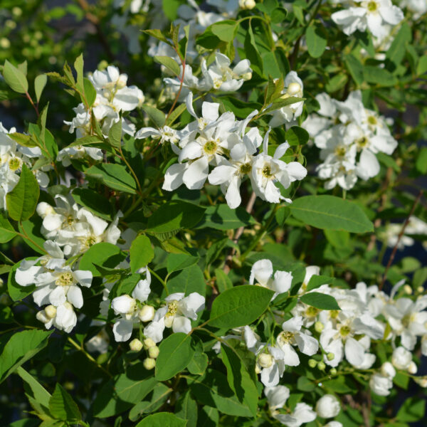 Helmipensas Lotus Moon™; At,3L - Image 2