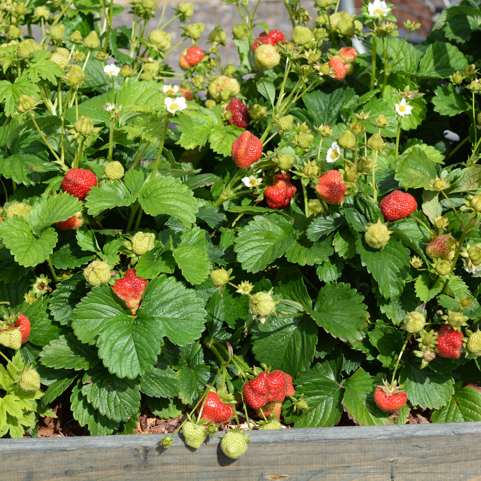 Mansikka Ria 10 Kpl Box Viherkauppa Mansikka Ria 10 Kpl Box Viherkauppa