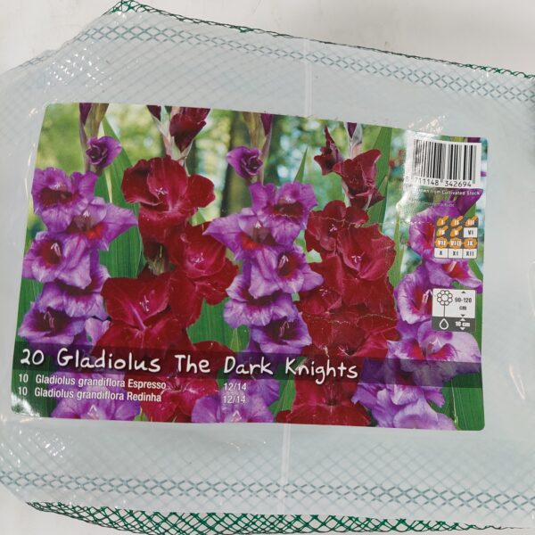Gladiolus The Dark Knights 20 kpl