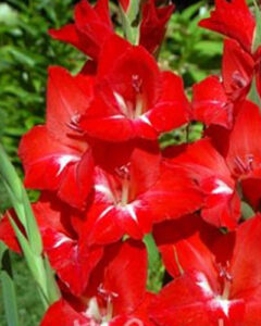Gladiolus ‘Traderhorn’, 1 kpl