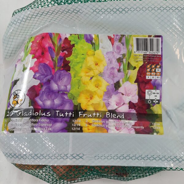 Gladiolus Tutti Frutti Blend 20 kpl