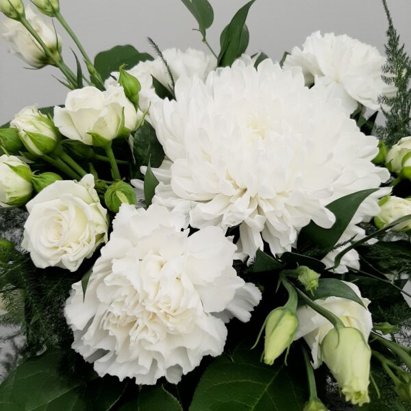 Harmonia - Image 2