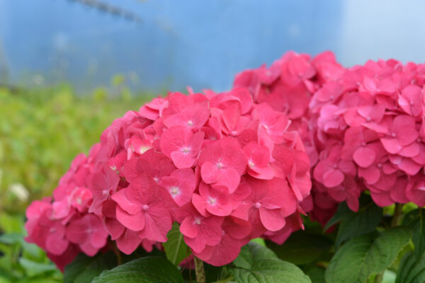 Jalohortensia Summer Love™; At,3L - Image 2