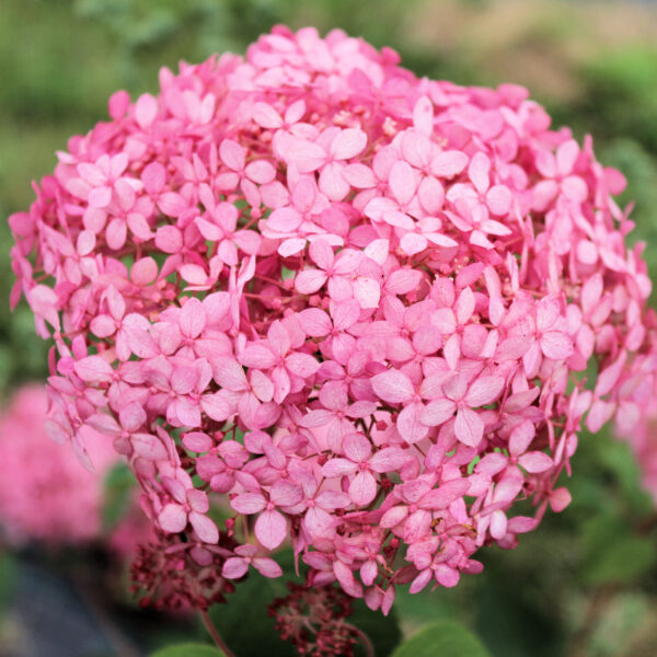 Pallohortensia 'Pink Annabelle'; At, 3L