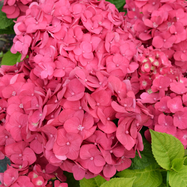 Jalohortensia Summer Love™; At,3L