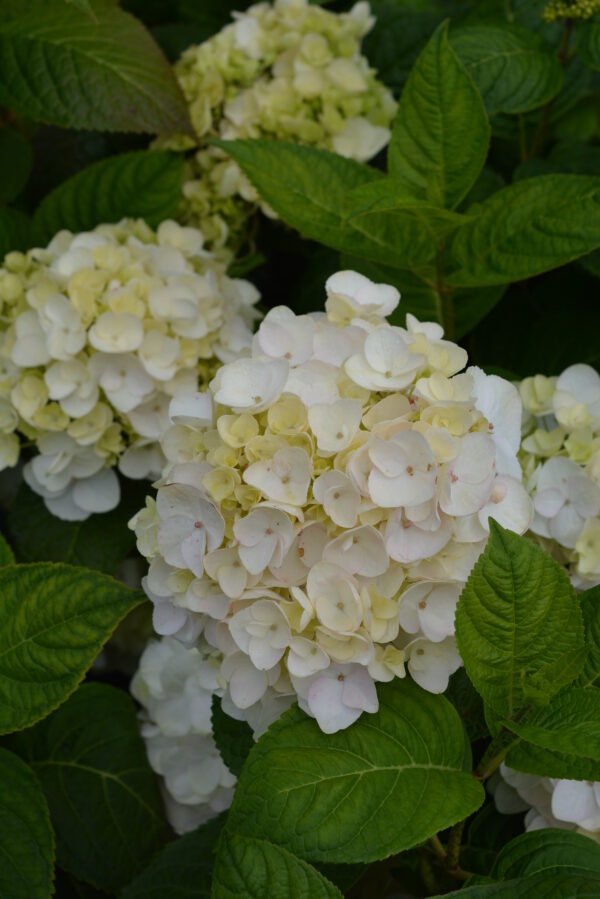Jalohortensia 'The Bride'; At,3L