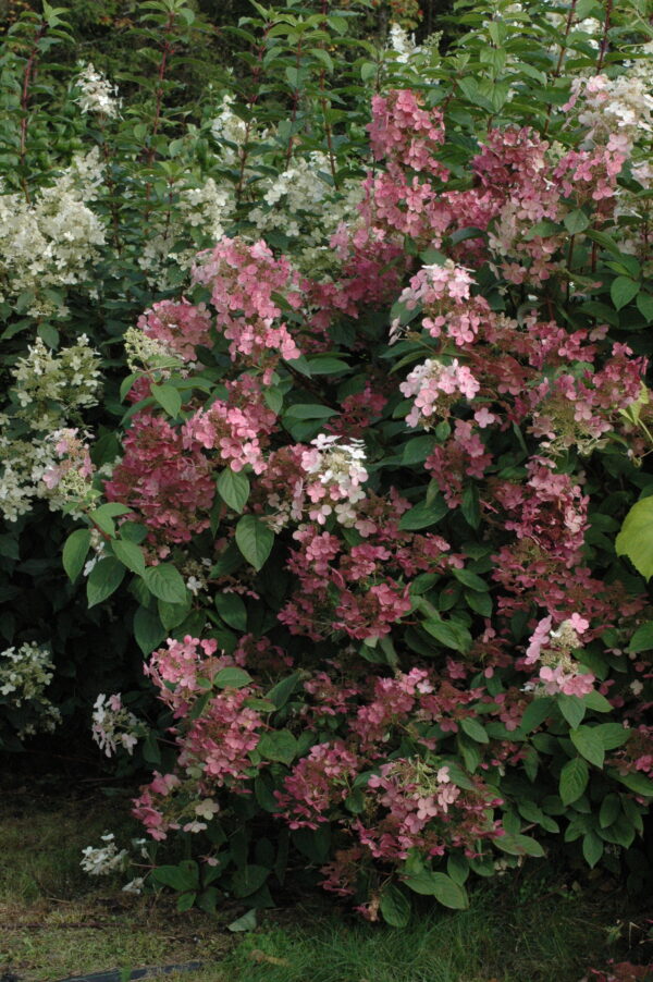Syyshortensia 'Early Sensation'; At,3L