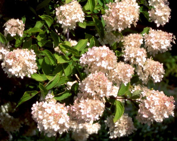 Syyshortensia 'Grandiflora'; Runko 100, At, Ul