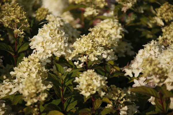 Syyshortensia 'Magical Candle'; At,3L