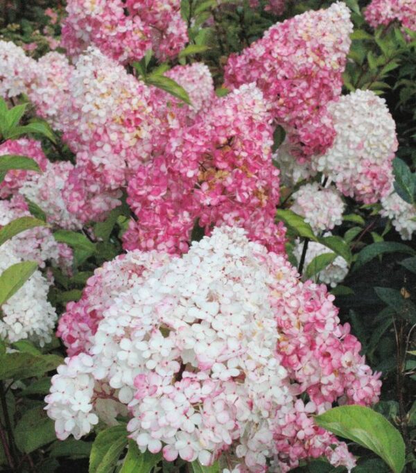 Syyshortensia Vanille fraise® Jumbo; At,7,5 L