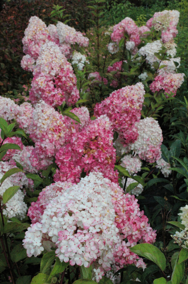 Syyshortensia Vanille fraise®; At,3L - Image 2