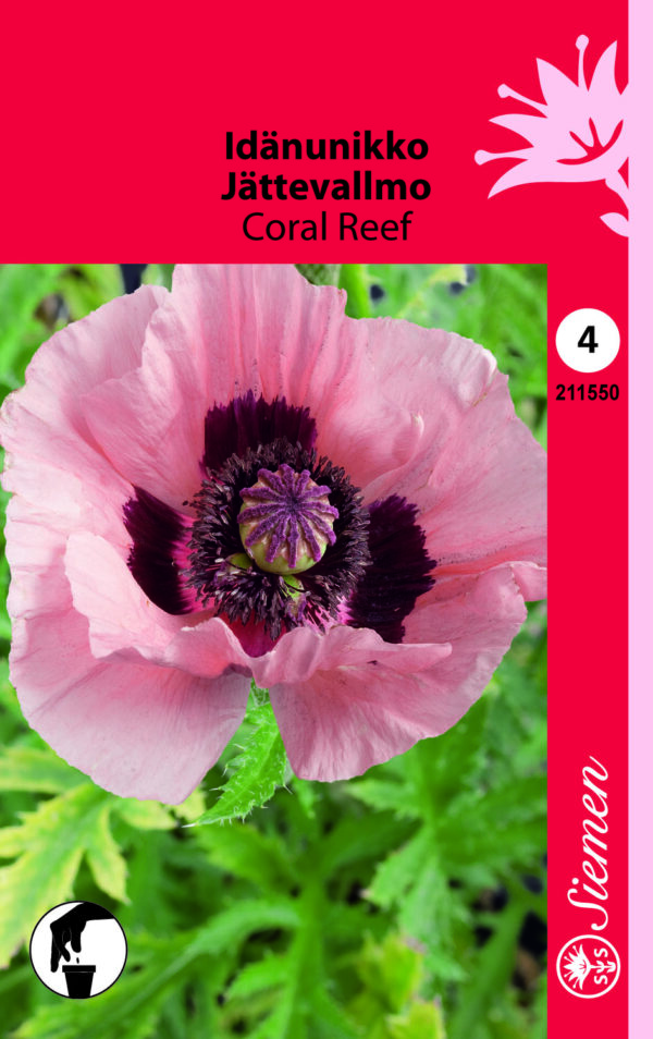 Idänunikko 'Coral Reef'