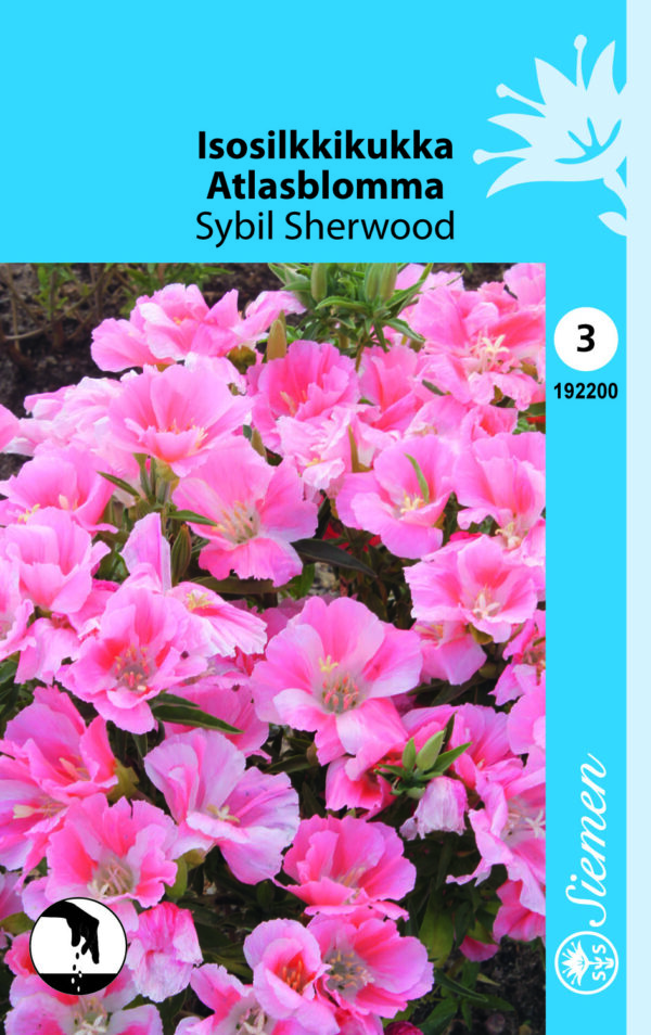 Isosilkkikukka 'Sybil Sherwood'