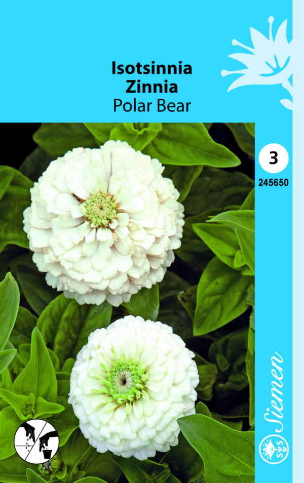 Isotsinnia 'Polar Bear'