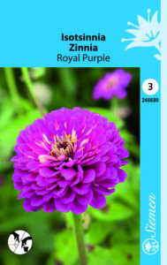 Isotsinnia ‘Royal Purple’