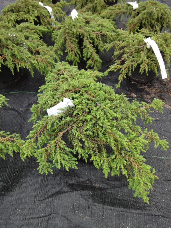 Kääpiökataja 'Green Carpet'; 25-30,At,Ul