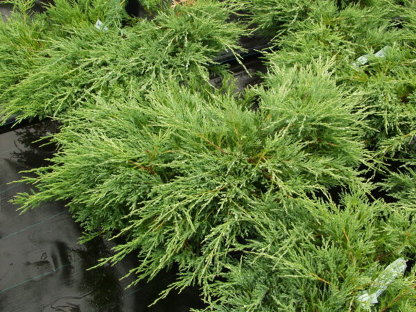 Laakakataja 'Andorra Compact'; 35-40,At,2 L,Ul