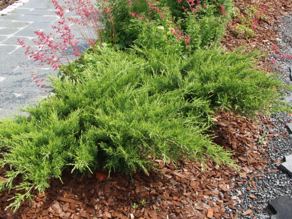 Rohtokataja; 30-40,At,3L,Ul