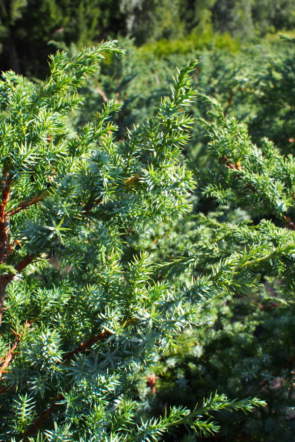 Kiinankataja 'Blue Alps'; 40-50,At,Ul