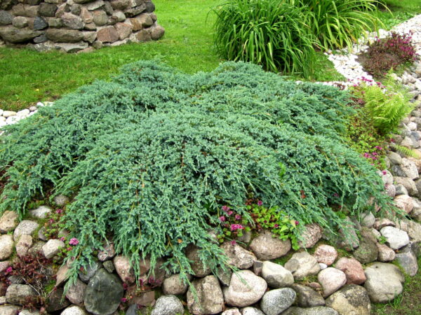 Sinikataja 'Blue Carpet'; 30-40,At,Ul