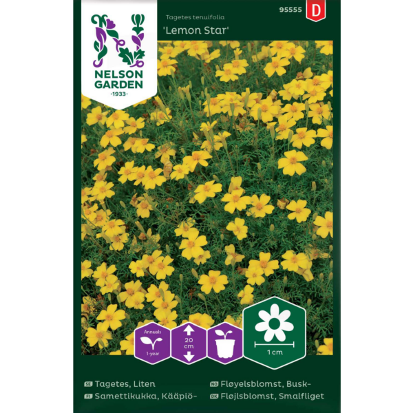 Kääpiösamettikukka 'Lemon Star'