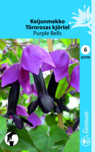 Keijunmekko ‘Purple Bells’