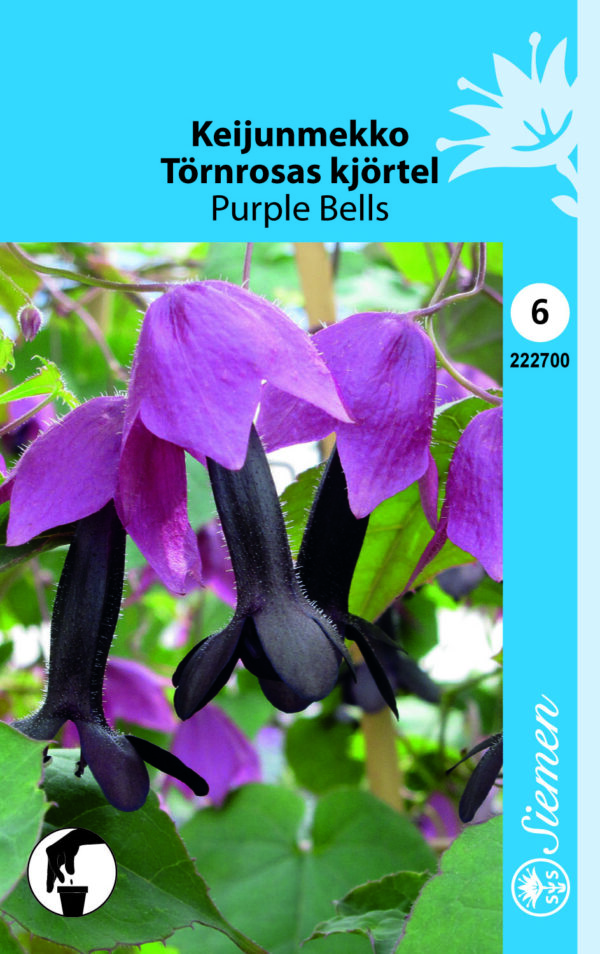 Keijunmekko 'Purple Bells'