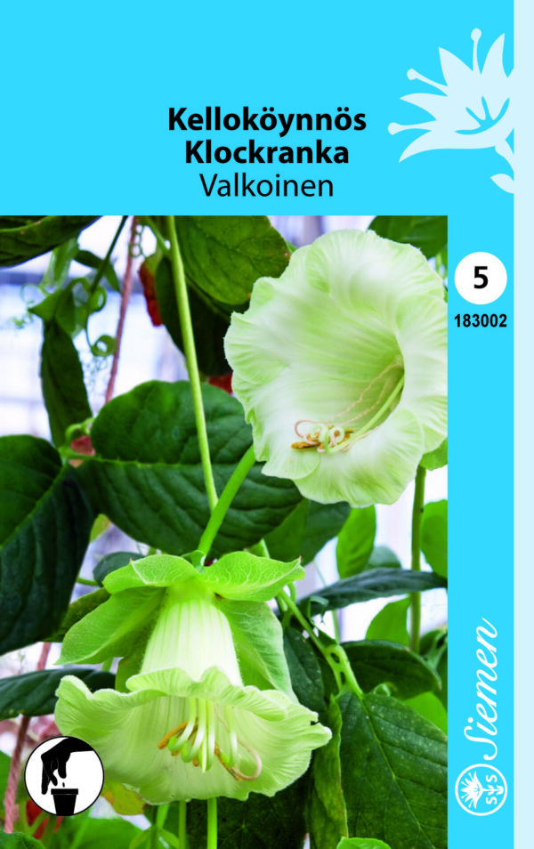 Kelloköynnös valkoinen