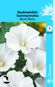 Kesämalvikki ‘Mont Blanc’